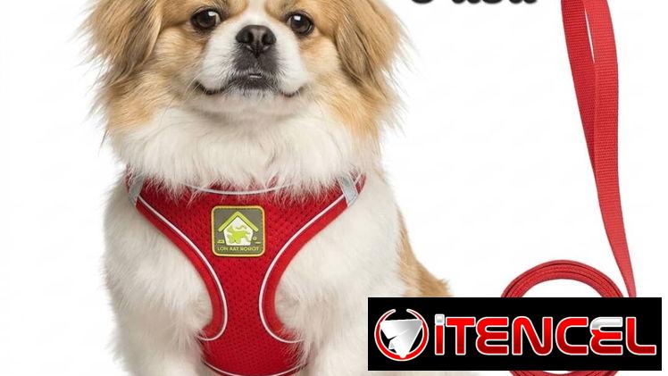 ✅️ARREOS Y CINTA PARA PERROS✅️📲53902244