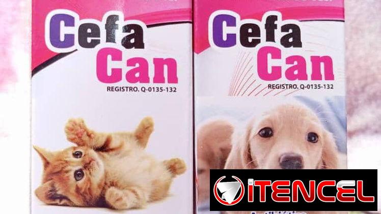 Antibióticos para perros y gatos
