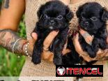 Spaniel Tibetanos ( pekines ) 💜💜💜
