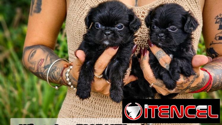 Spaniel Tibetanos ( pekines ) 💜💜💜