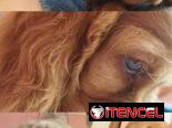Vendo cachorros de Cocker Spaniel