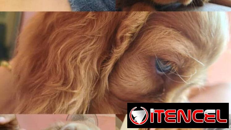Vendo cachorros de Cocker Spaniel