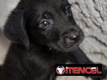 Cachorros de labrador negro