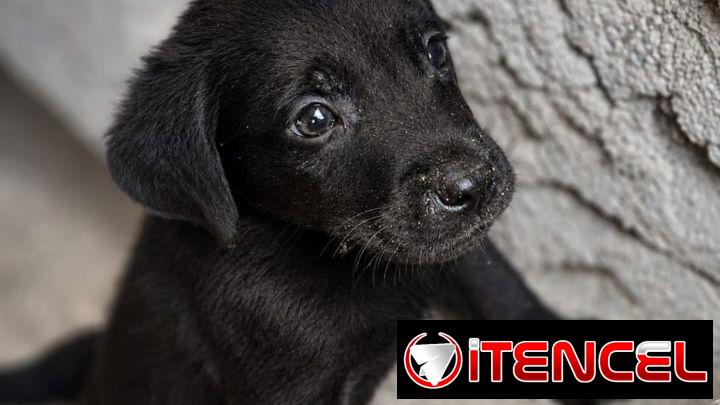 Cachorros de labrador negro