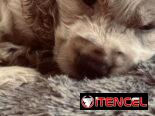 Cocker spaniel inglés