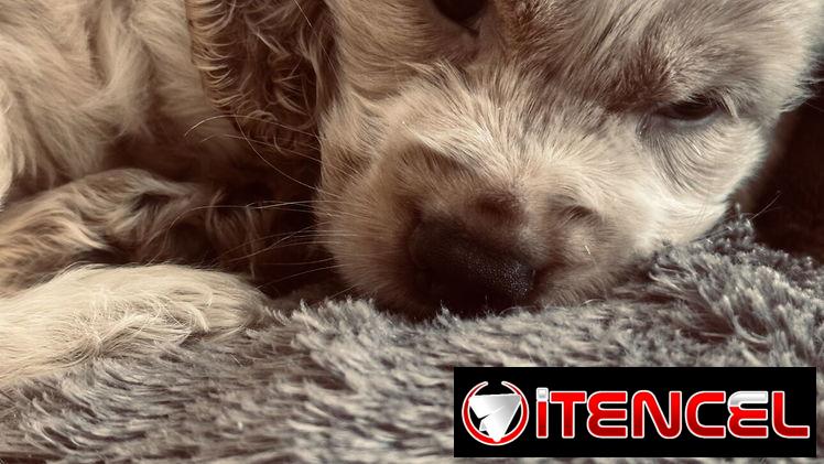 Cocker spaniel inglés