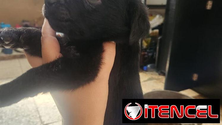 Perros ,Labradore