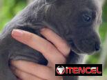 Cachorros de Pitbull Blue