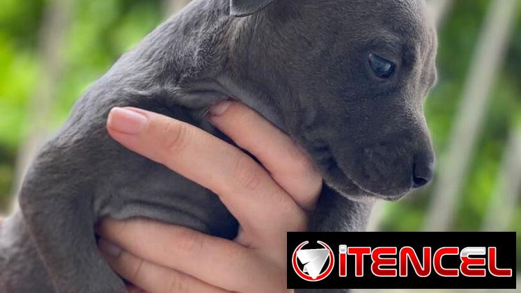 Cachorros de Pitbull Blue