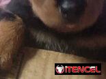 ROTTWEILER,ambos sexos,en 550 USD o equivalente,TENGO MENSAJERÍA,tienen 55 días y ESTÁN VACUNADOS,madre CON PEDIGRI