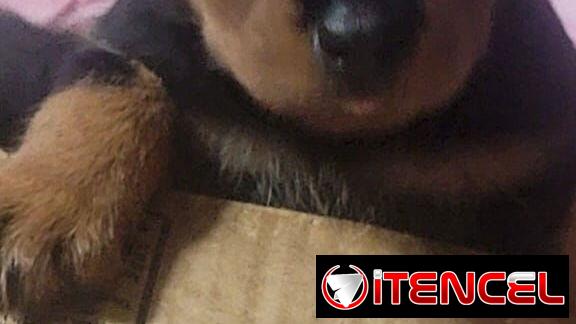 ROTTWEILER,ambos sexos,en 550 USD o equivalente,TENGO MENSAJERÍA,tienen 55 días y ESTÁN VACUNADOS,madre CON PEDIGRI