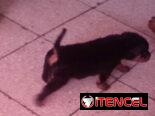 ROTTWEILER,ambos sexos,en 550 USD o equivalente,TENGO MENSAJERÍA,tienen 55 días y ESTÁN VACUNADOS,madre CON PEDIGRI