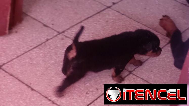 ROTTWEILER,ambos sexos,en 550 USD o equivalente,TENGO MENSAJERÍA,tienen 55 días y ESTÁN VACUNADOS,madre CON PEDIGRI