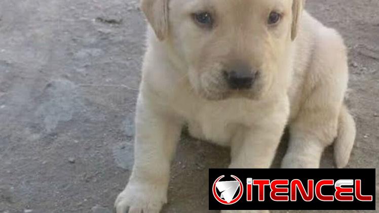 Hermosos peluches