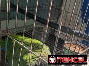 acf1752550db5ad56cc16130a21abd49282e8ce85048985494f2e28b06e61b29