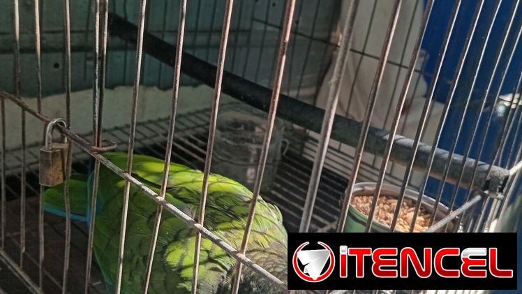 Se vende esta cotorra
