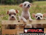 Chihuahuas Blancos 🤍