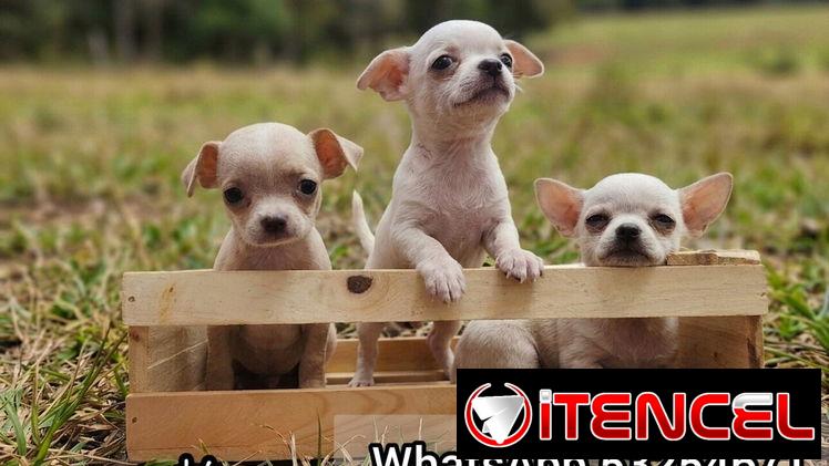 Chihuahuas Exóticos 💜