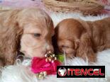 Vendo cachorros de Cocker Spaniel