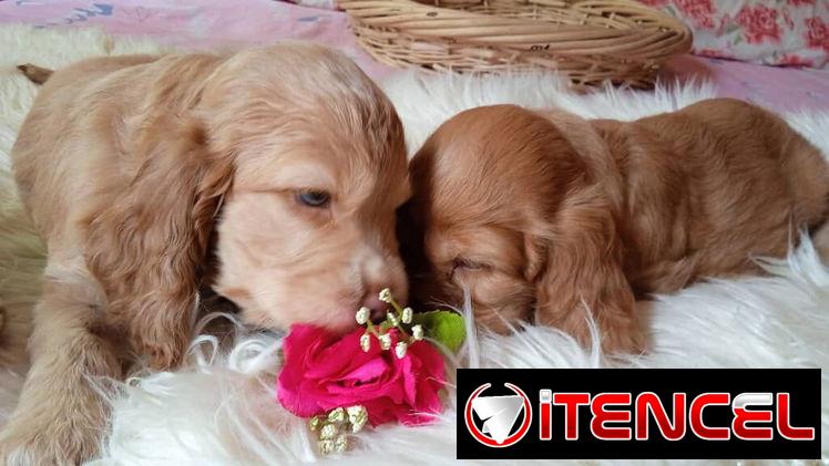 Vendo cachorros de Cocker Spaniel
