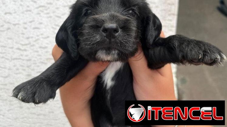 Cachorro de cocker