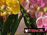 Orquídea artificial en su maceta 🌺