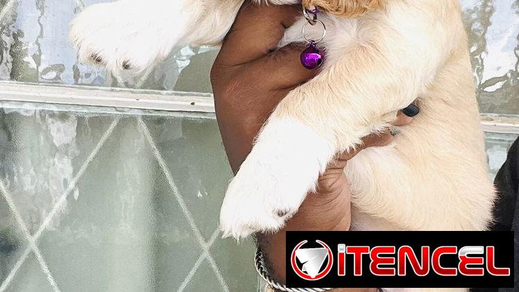 ❤️ HERMOSAS CACHORRAS COCKER SPANIELS ❤️