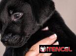 Cachorros de labrador negro