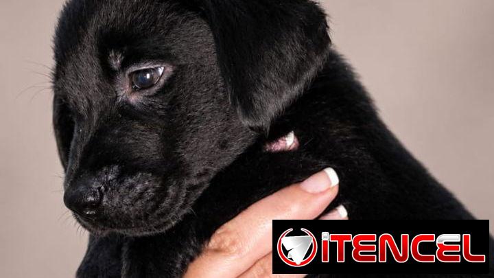 Cachorros de labrador negro