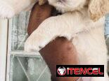 ❤️ HERMOSAS CACHORRAS COCKER SPANIELS ❤️