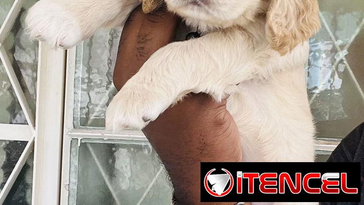 ❤️ HERMOSAS CACHORRAS COCKER SPANIELS ❤️