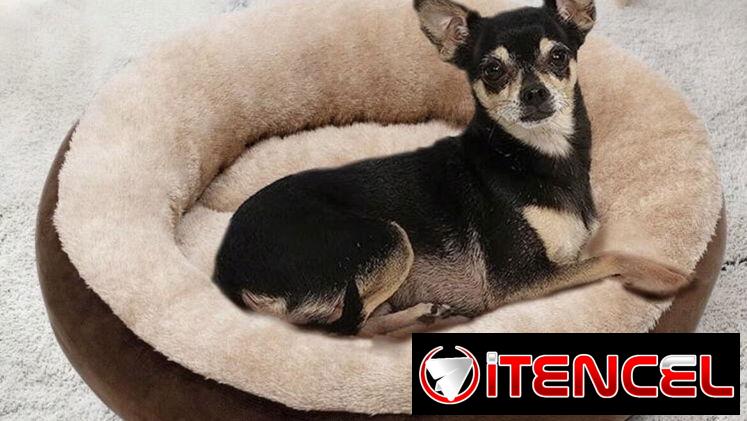Camas para perro