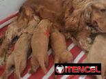 Vendo cachorros de Cocker Spaniel
