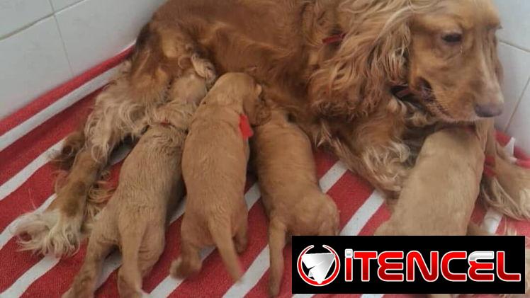 Vendo cachorros de Cocker Spaniel