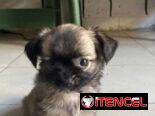 Pequine ligado con chiwawa