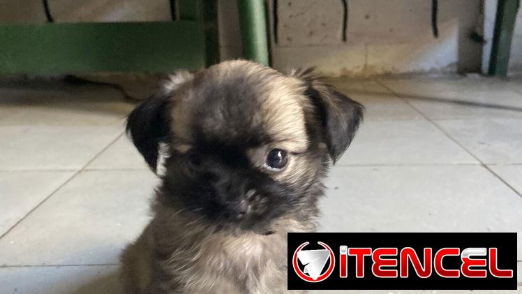 Pequine ligado con chiwawa