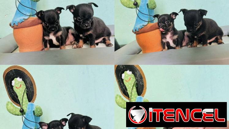 💙Chihuahuas minis 🍎Machitos 😍garantía de legitimidad historia clínica mensajería gratis