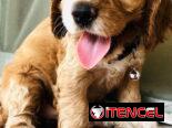🥰 COCKER SPANIELS 🥰