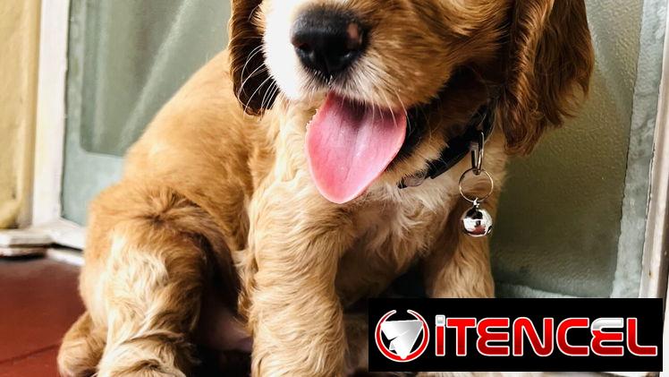 🥰 COCKER SPANIELS 🥰
