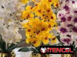 Plantas artificiales