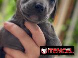 Cachorros de Pitbull Blue