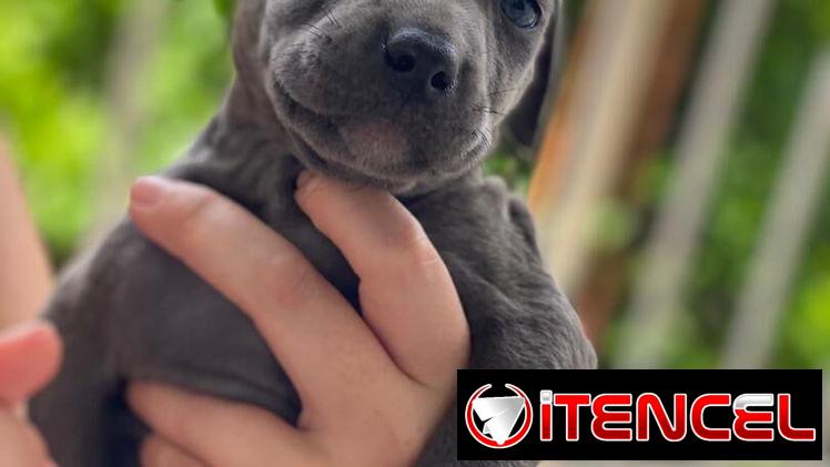 Cachorros de Pitbull Blue