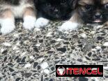 Lindos cachorros Pekines