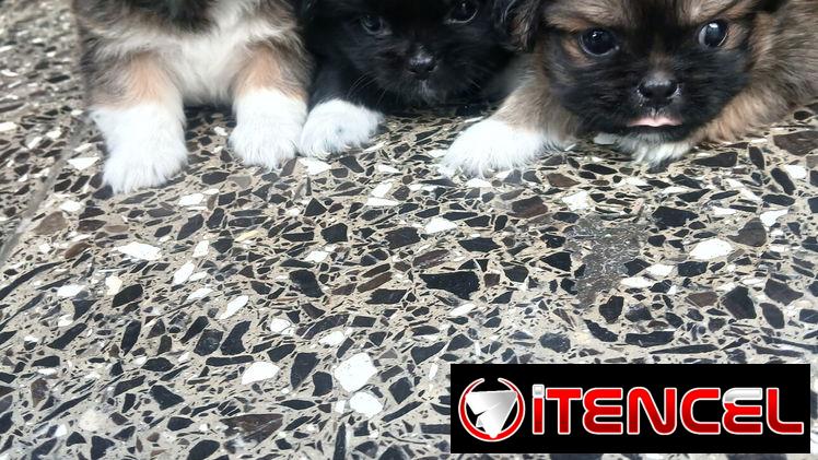 Lindos cachorros Pekines
