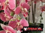 Orquídea artificial en su maceta 🌺
