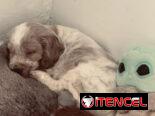 Cocker spaniel inglés