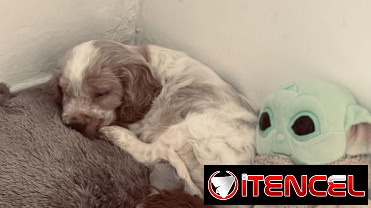 Cocker spaniel inglés