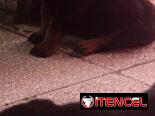 ROTTWEILER,ambos sexos,en 550 USD o equivalente,TENGO MENSAJERÍA,tienen 55 días y ESTÁN VACUNADOS,madre CON PEDIGRI