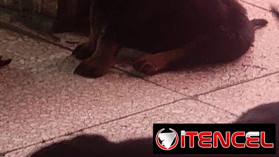 ROTTWEILER,ambos sexos,en 550 USD o equivalente,TENGO MENSAJERÍA,tienen 55 días y ESTÁN VACUNADOS,madre CON PEDIGRI