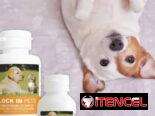 Anti diarrea para perros y gatos